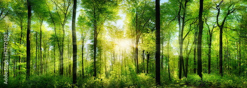 Wald Panorama mit Sonnenstrahlen - 82972458