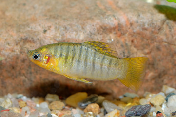 Wall Mural - Poecilia fish