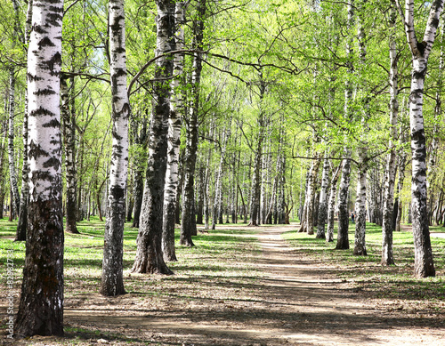 Naklejka ścienna First days of spring in the morning sunny birch forest