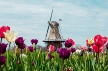 Holland MI Windmill 