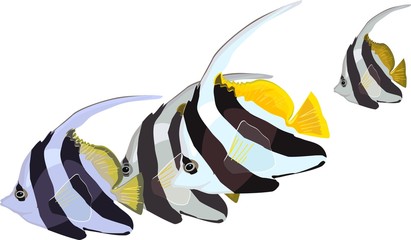 Wall Mural - Schooling bannerfish (Heniochus diphreutes) marine aquarium fish