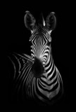 Fototapeta Sypialnia - Zebra in Black and White