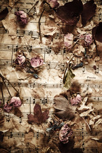 Dry Roses On Vintage Paper Background