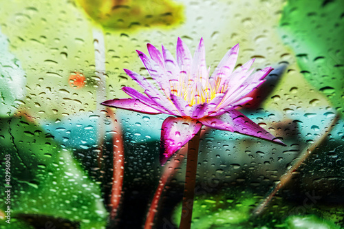 Naklejka dekoracyjna Purpurowy kwiat lotosu z kroplami deszczu