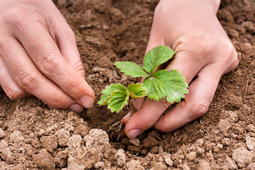 Wall Mural - hands planting strawberry seedling