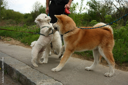 akita and samoyed