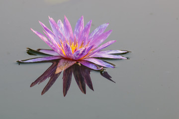 Wall Mural - beautiful lotus in pond