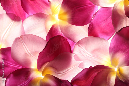Nowoczesny obraz na płótnie colorful flower petals