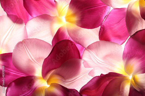 Fototapeta dla dzieci colorful flower petals