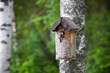 Birdhouse and tiny bird
