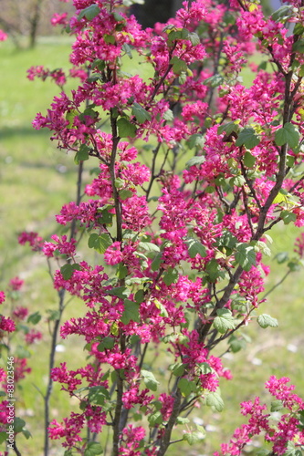 Blühender Busch StockFoto Adobe Stock