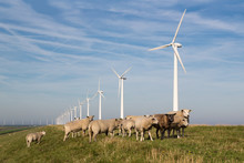 Long Row Dutch Wind Turbines With Herd Of Sheep In Front