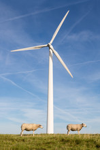 Big Wind Turbine With Two Sheep In Front