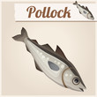 Fresh pollock fish. Detailed Vector Icon