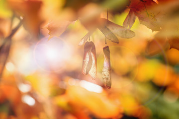 Wall Mural - Autumn background selective focus