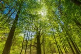 Fototapeta Krajobraz - Green springtime forest