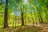 Fototapeta Sawanna - Green springtime forest