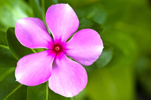 Pink Vinca Flowers(madagascar Periwinkle)