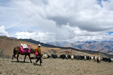 Caravan Of Yaks Crossing In The Nepal Himalaya