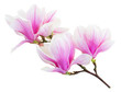 Blossoming pink  magnolia Flowers