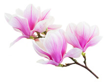 Blossoming Pink  Magnolia Flowers
