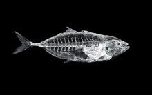 Fish X Ray