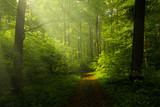 Fototapeta Las - Beautiful rays in the spring forest