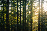 Fototapeta Na ścianę - Pine trees along the Mirror Lake Trail at sunset, in Mount Hood