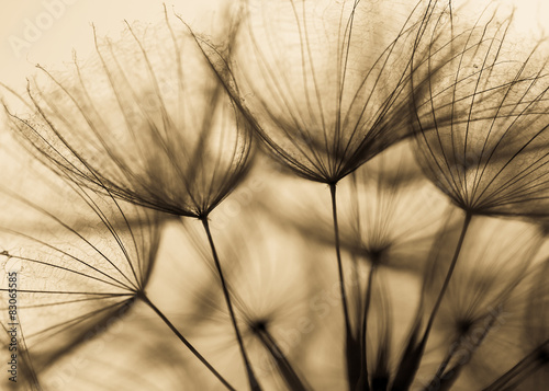 Naklejka nad blat kuchenny Abstract dandelion flower background, extreme closeup. Big dandelion on natural background. Art photography 