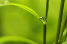 Leaf With Rain Droplets - Stock Image