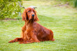 Obedient nice irish setter laying and waiting