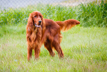 Obedient Nice Irish Setter Standing And Waiting