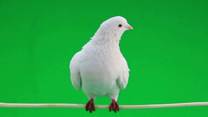 Sticker - pigeons on green screen