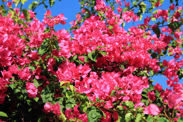 Sticker - bouganvillea flower