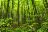 Fototapeta Las - Magical green forest in the spring 