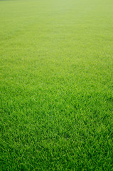 Grass