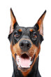 Close up of doberman pinscher with opened mouth 