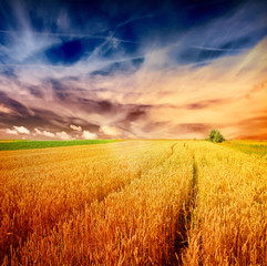 Poster - sunset over wheat field