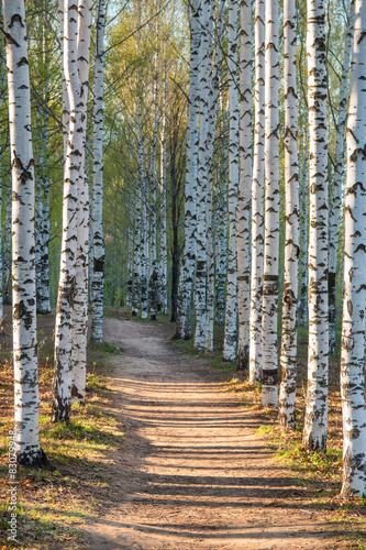 Naklejka na szybę Sunny pathway in birch park