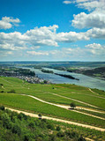 Fototapeta Las - Weinreben im Rheingau am Rhein