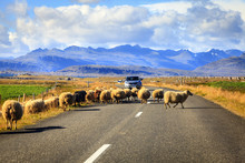 Sheep On The Road In Iceland