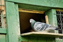 A Carrier Pigeon Or Messenger Pigeon Was Used To Carry Messages.