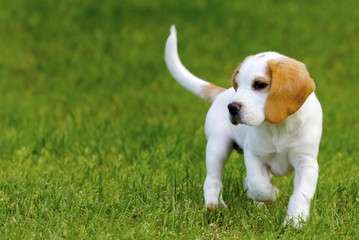 Cute beagle puppy