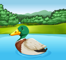 Wall Mural - A duck