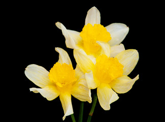 Canvas Print - Daffodils on a black