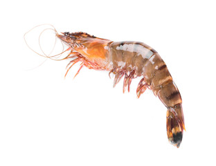 Poster - Raw tiger shrimp.