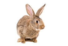 Portrait Of A Brown Rabbit Isolated On White Background