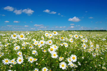 White camomiles