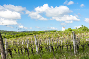 spring vineyard near Hnanice, Southern Moravia, Czech Republic