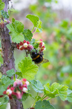 Bumblebee On Currants